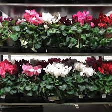 Floristry concerns the cultivation of flowers as well as their arrangement, sale. Neha Flower Ltd Home Facebook