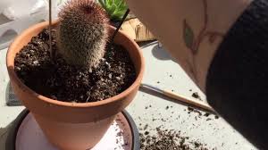 The flexible knuckles with the added layer of protection is definitely a perk for those who work in the roses or around cactus as well. Repotting A Cactus And Useful Tips And Tools Also A Review And Demonst Gardening Gloves Cactus Helpful Hints