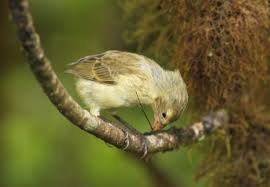 Image result for Didymosalpinx callianthus