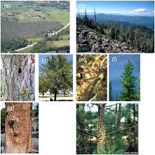 By contrast, a bottom up strategic management model seeks to develop ideas using the brainpower of your entire workforce. Frontiers Strategic Development Of Tree Resistance Against Forest Pathogen And Insect Invasions In Defense Free Space Ecology And Evolution