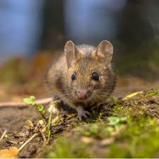 Sognare Topi Significato Psicologico Animali Carini Animali Belli Animali Domestici