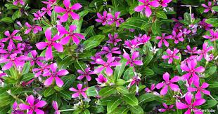 Trailing Vinca Care Growing Catharanthus Roseus Plants Butterfly Plants Plants Vinca
