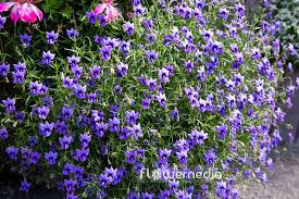 Image result for Monopsis