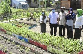 Panen cabai rawit | asyiknya berkebun di pekarangan rumahподробнее. Warga Bulota Pilih Berkebun Manfaatkan Pekarangan Rumah Pranala Co Id