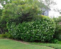 Image result for Maerua paniculata