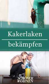 Kakerlaken Bekampfen So Geht S Kakerlaken Kakerlaken Bekampfen Schaben Bekampfen