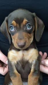 Dachshund Puppy Cute Baby Animals Cute Dogs Dachshund Puppies