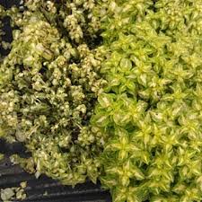 Image result for Aeollanthus rehmannii