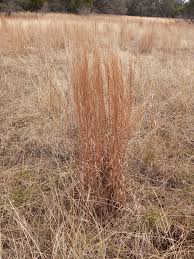 Image result for Schizachyrium jeffreysii
