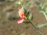 Image result for Indigofera heterotricha