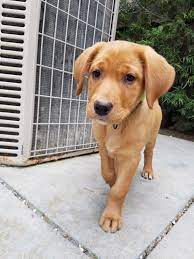 Fox Red Labrador Puppy Fox Red Labrador Labrador Puppy Fox Red Labrador Puppy