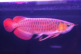 Hasil gambar untuk ikan arwana