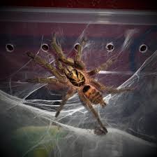 Check spelling or type a new query. Neoholothele Incei Trinidad Olive Gold Behavior Care Arachnoboards