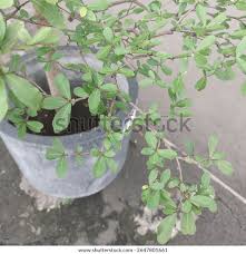 Image result for Terminalia neotaliala