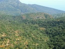 Image result for Blepharispermum