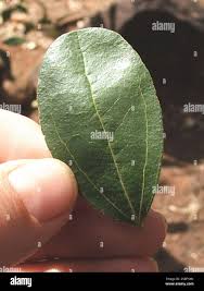 Image result for Strychnos madagascariensis