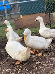 Since these ducks grow fast in numbers, they are preferred by most people who rear ducks solely for commercial purposes. Taking Care Of Pekin Ducks Backyard Chickens Learn How To Raise Chickens