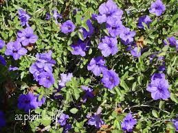 The veteran catcher had recently signed a minor league deal with the braves and had hopes of joining atlanta's active roster within the next few weeks. Full Of Flowering Flowering All Year Long Azplantlady Com