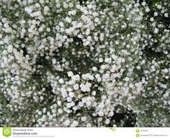 Baby S Breath Stock Photo Image Of Gardening White Pastel 2370426