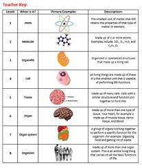 This is an online quiz called ecology | levels of organization. 12 Levels Of Biological Organization Worksheet Levels Of Biological Organization Worksheet Answer Key