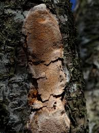 Image result for Phellinus pomaceus