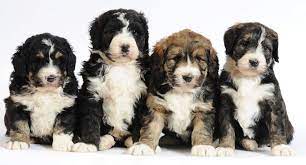 Bernedoodle puppies 8 weeks old! Bernedoodles Bernese Mountain Dogs