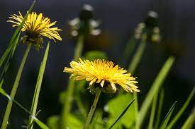 Free Image On Pixabay Common Dandelion Dandelion Flower Pinterest Dandelions