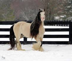 Meet tanner our newest gypsy vanner colt. Facebook