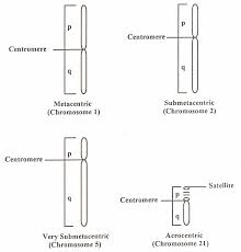 Start studying 14.1 human chromosomes worksheet. Https Www Ableweb Org Biologylabs Wp Content Uploads Volumes Vol 16 3 Tseng Pdf