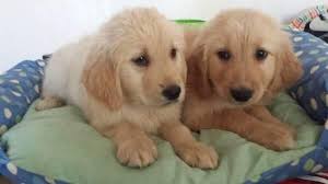 We use organic feeds, distilled drinking water and raise our dogs. Beautiful Golden Retriever Puppies For Re Homing For Sale In San Diego California Classified Americanlisted Com