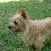 Although they are a bit more difficult to housebreak, their overall good natured attributes make up for a small issue such as increased difficulty with housebreaking. Puppyfind Norwich Terrier Puppies For Sale