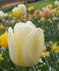 Tulip Cream Jewel Syn Ivory Floradale Cream Jewel Is The Long Standing Classic White Giant Darwin Hybrid Tulip Circa 1965 Bulb Flowers Tulips Tulips Flowers