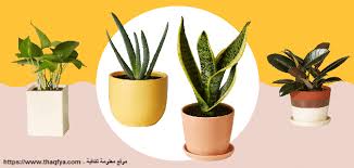 نباتات منزلية سريعة النمو وأسعارها معلومة ثقافية
