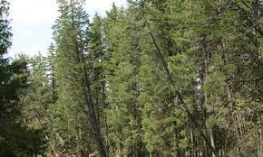 Ecology, restoration and management, proceedings of the arlington echo symposium. Atlantic White Cedar Chesapeake Bay Program