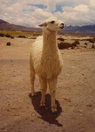 You strain your water so you won't accidentally swallow a gnat, but you swallow a camel! Pin On Exotic Animals