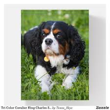 Bernese mountain dog cavalier king charles spaniel mix. Tri Color Cavalier King Charles Spaniel Paperweight Zazzle Com Cavalier King Charles Spaniel King Charles Cavalier Spaniel Puppy King Charles Spaniel