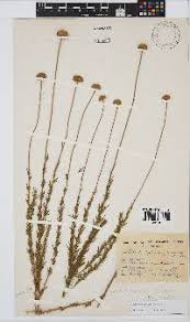 Image result for Aspidoglossum ovalifolium