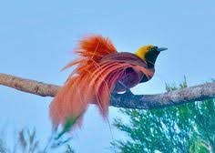 Maybe you would like to learn more about one of these? 180 Ide Cendrawasih Papua Burung Burung Cantik Lukisan