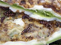 1 what was glen james doing when he found the bag? The South American Cactus Moth Brooks 2012 The Bulletin Of The Ecological Society Of America Wiley Online Library