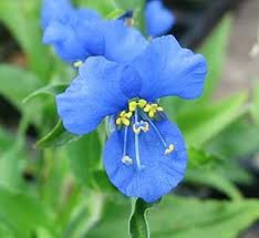 Image result for Commelina schweinfurthii