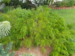 Image result for Carex cognata