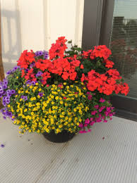 When planting a pot full of bulbs, make sure that you have chosen bulbs you can also group large pots in a protected area and wrap them with burlap or other insulating material. Plants Patio Pots Mixed Annuals Full Sun In Cherokee Ia Blooming House