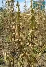 Maybe you would like to learn more about one of these? Mengenal Rendeng Kedelai Dan Jerami Kacang Tanah Serta Kandungan Nutrisinya Gemar Ternak Dan Kicau Burung