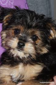 Black And White Yorkie Poo My House Archives Hooked On Houses Yorkie Puppies Yorkie Poo