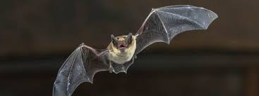 Bats kept as pets rarely survive more than one year. 200 Cute And Famous Bat Names Animal Names