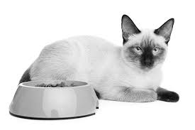 Many cancer symptoms in cats are subtle and can be caused by another condition, but if you notice any of the following potential. The Telling Sign Of Fatty Liver Disease In Cats Catwatch Newsletter
