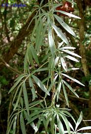 Image result for Ipomoea heterotricha