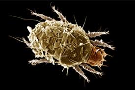 Image result for what do Cheyletiella look like in dog fur