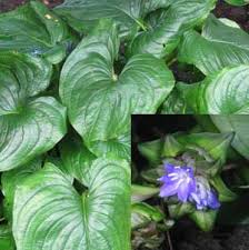 Image result for Cyanastrum johnstonii