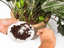 This encourages the coffee grounds to begin decomposition and prevents issues with soil compaction. Coffee Grounds Gardening Using Coffee Grounds As Fertilizer